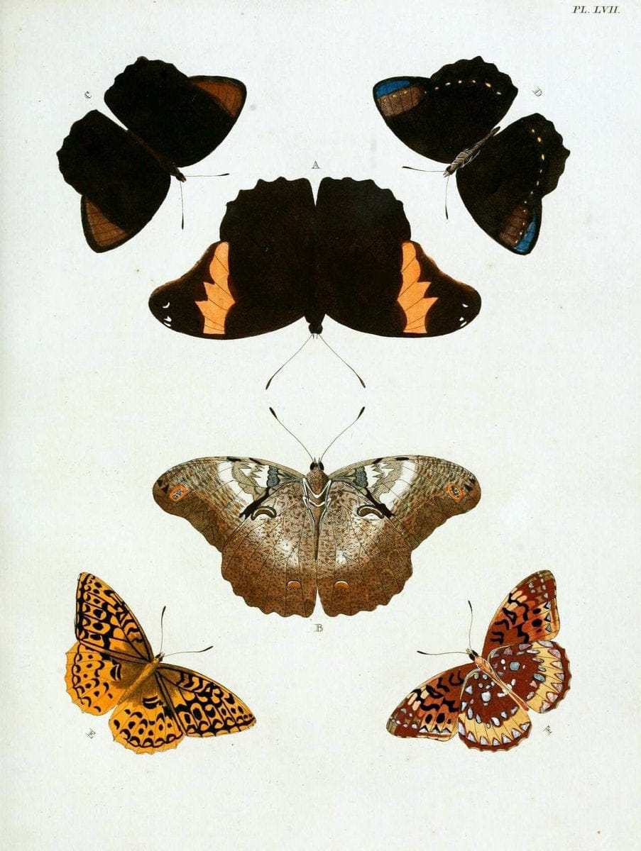 De uitlandsche kapellen, voorkomende in de drie waereld-deelen Asia, Africa en America / | "Catalogs and collections" Lepidoptera "Pictorial works" Suriname | Vintage Print Reproduction 467058