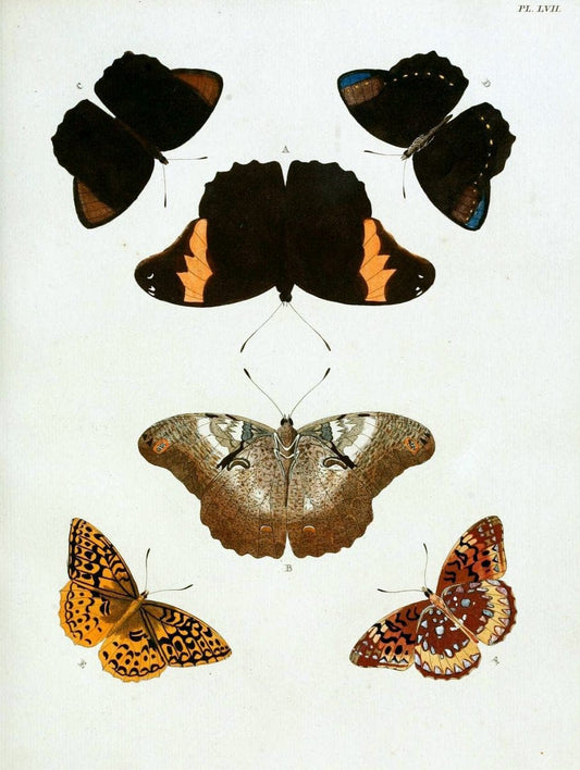 De uitlandsche kapellen, voorkomende in de drie waereld-deelen Asia, Africa en America / | "Catalogs and collections" Lepidoptera "Pictorial works" Suriname | Vintage Print Reproduction 467058
