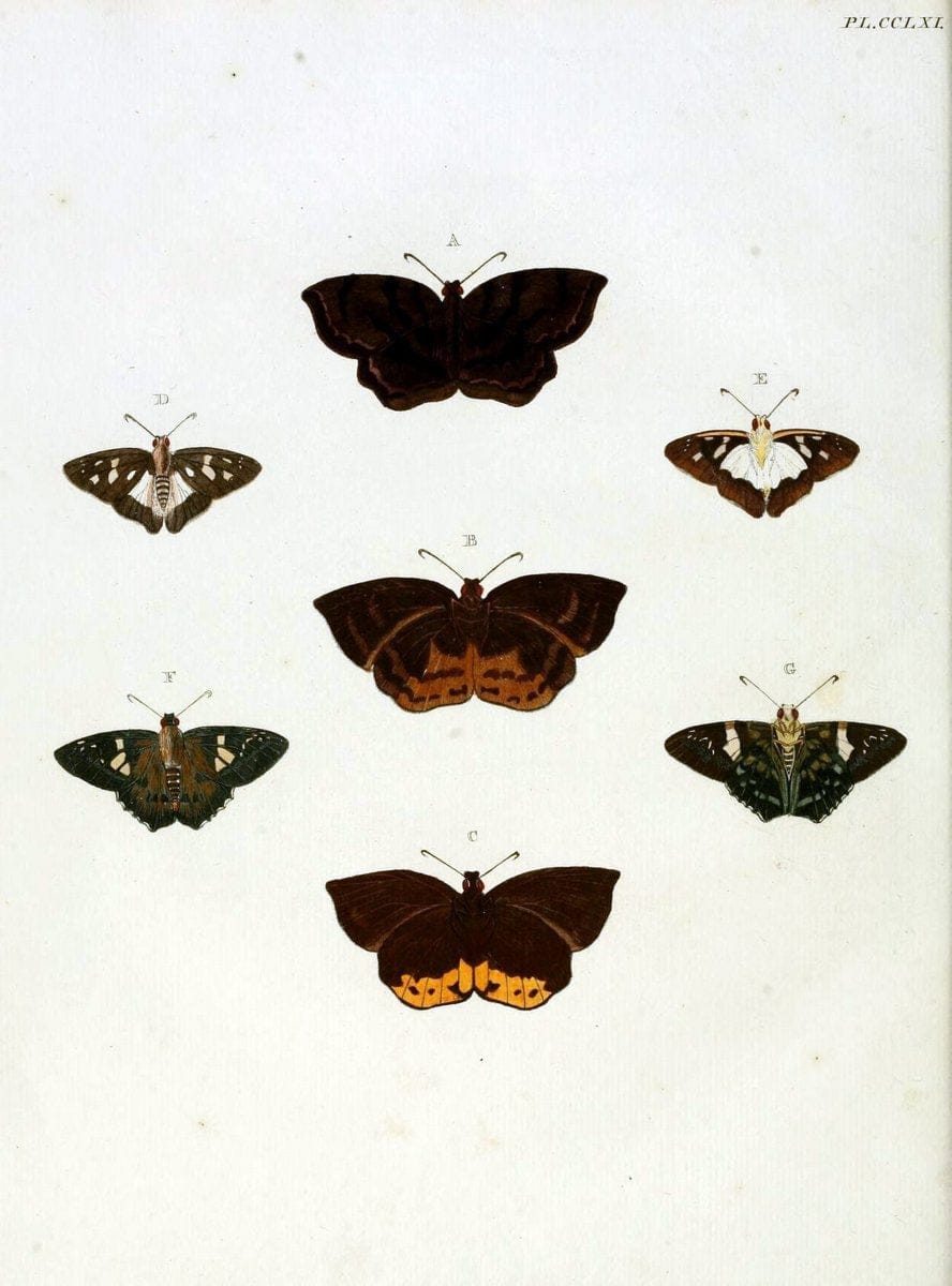 De uitlandsche kapellen, voorkomende in de drie waereld-deelen Asia, Africa en America / | "Catalogs and collections" Lepidoptera "Pictorial works" Suriname | Vintage Print Reproduction 467059