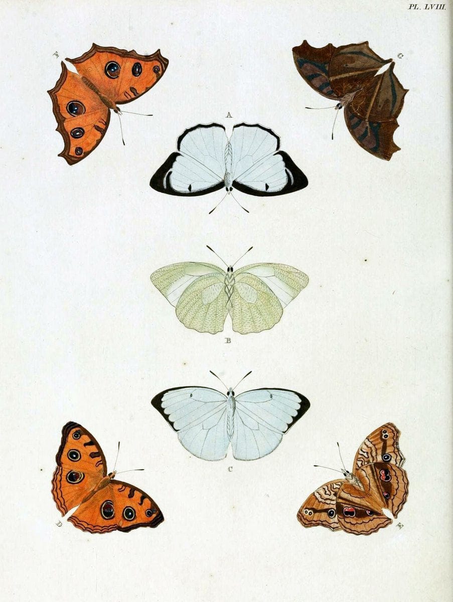 De uitlandsche kapellen, voorkomende in de drie waereld-deelen Asia, Africa en America / | "Catalogs and collections" Lepidoptera "Pictorial works" Suriname | Vintage Print Reproduction 467060
