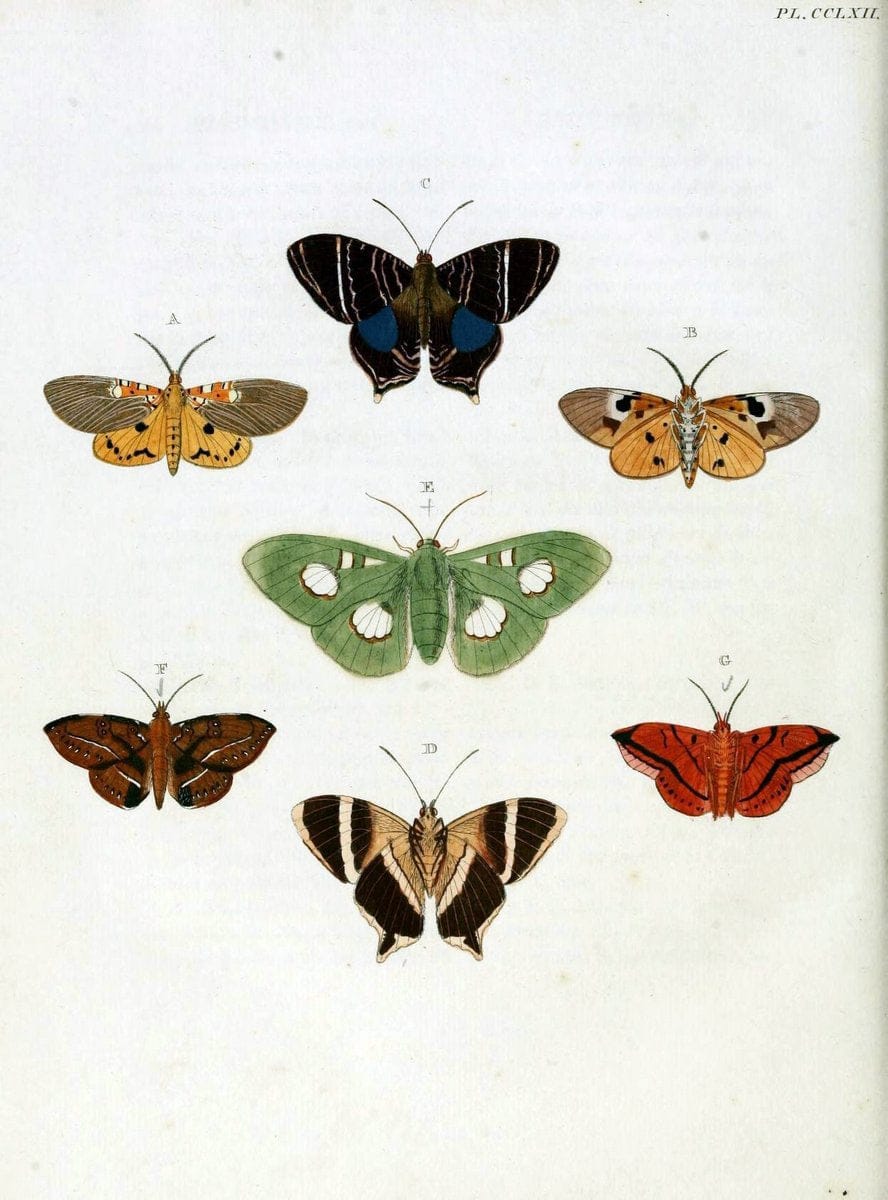 De uitlandsche kapellen, voorkomende in de drie waereld-deelen Asia, Africa en America / | "Catalogs and collections" Lepidoptera "Pictorial works" Suriname | Vintage Print Reproduction 467061