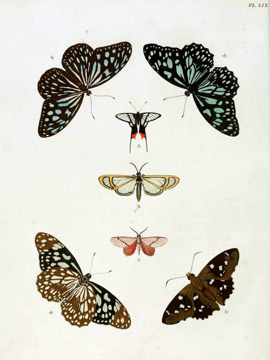 De uitlandsche kapellen, voorkomende in de drie waereld-deelen Asia, Africa en America / | "Catalogs and collections" Lepidoptera "Pictorial works" Suriname | Vintage Print Reproduction 467062