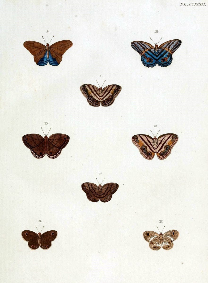 De uitlandsche kapellen, voorkomende in de drie waereld-deelen Asia, Africa en America / | "Catalogs and collections" Lepidoptera "Pictorial works" Suriname | Vintage Print Reproduction 467063