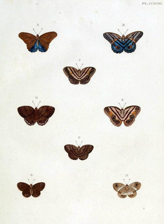 De uitlandsche kapellen, voorkomende in de drie waereld-deelen Asia, Africa en America / | "Catalogs and collections" Lepidoptera "Pictorial works" Suriname | Vintage Print Reproduction 467063