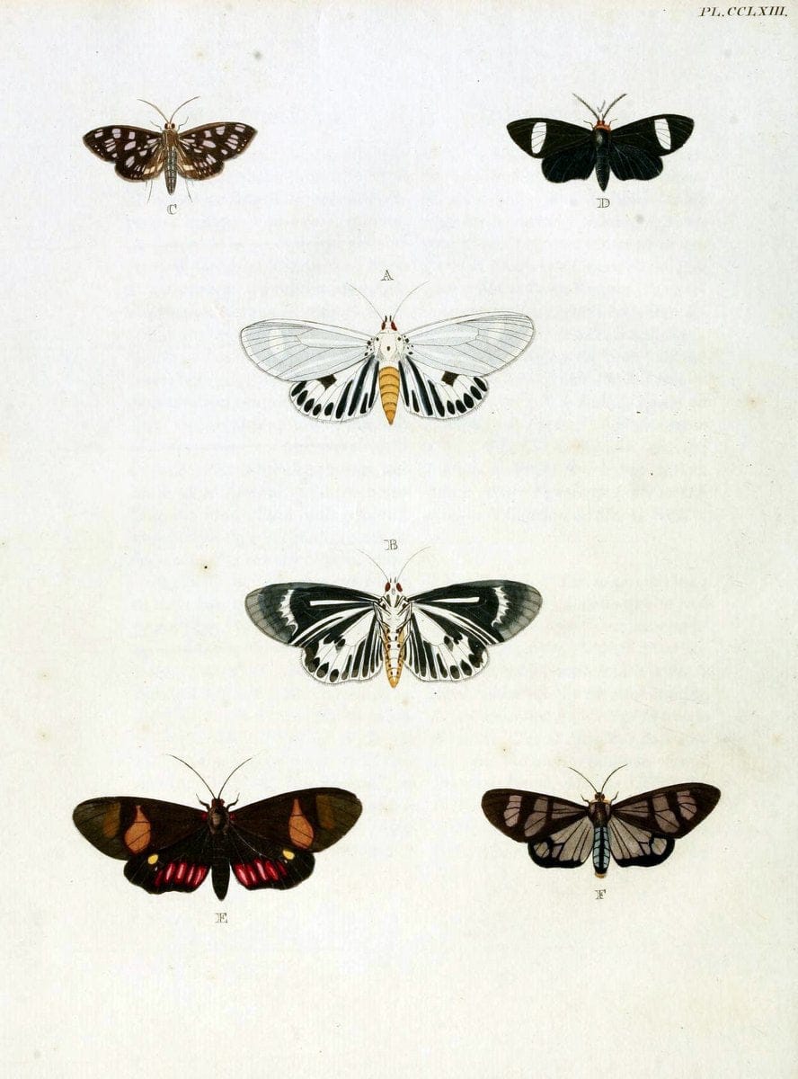 De uitlandsche kapellen, voorkomende in de drie waereld-deelen Asia, Africa en America / | "Catalogs and collections" Lepidoptera "Pictorial works" Suriname | Vintage Print Reproduction 467064