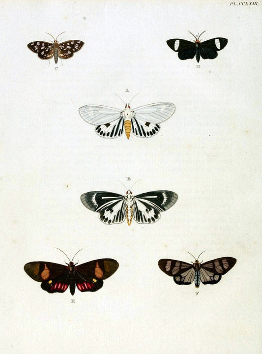 De uitlandsche kapellen, voorkomende in de drie waereld-deelen Asia, Africa en America / | "Catalogs and collections" Lepidoptera "Pictorial works" Suriname | Vintage Print Reproduction 467064