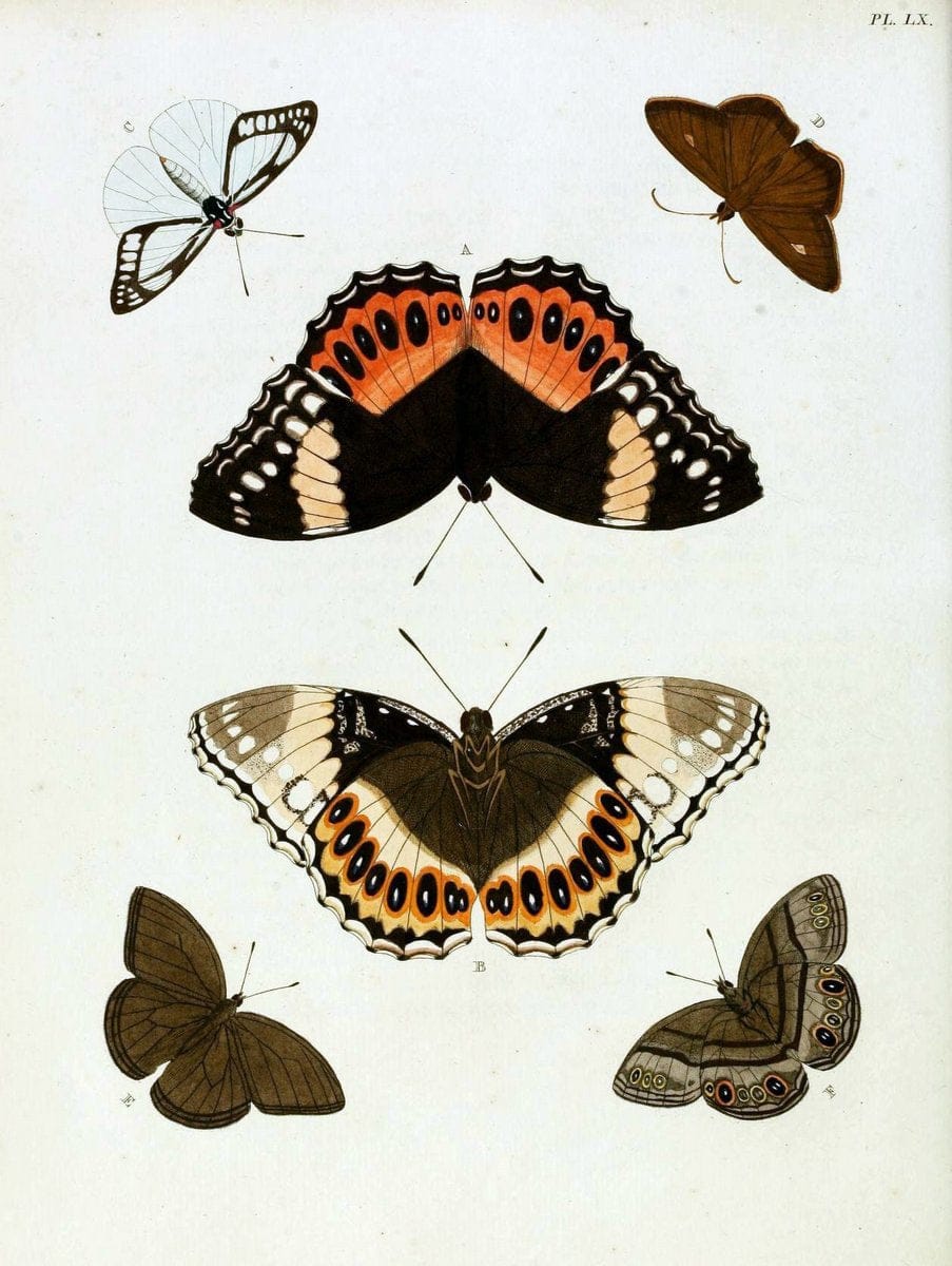 De uitlandsche kapellen, voorkomende in de drie waereld-deelen Asia, Africa en America / | "Catalogs and collections" Lepidoptera "Pictorial works" Suriname | Vintage Print Reproduction 467065