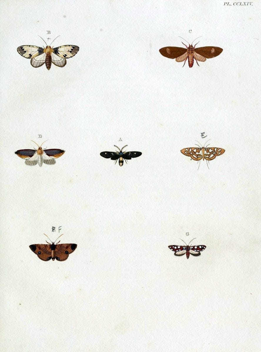 De uitlandsche kapellen, voorkomende in de drie waereld-deelen Asia, Africa en America / | "Catalogs and collections" Lepidoptera "Pictorial works" Suriname | Vintage Print Reproduction 467066