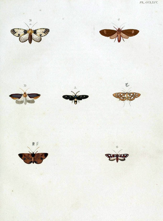 De uitlandsche kapellen, voorkomende in de drie waereld-deelen Asia, Africa en America / | "Catalogs and collections" Lepidoptera "Pictorial works" Suriname | Vintage Print Reproduction 467066