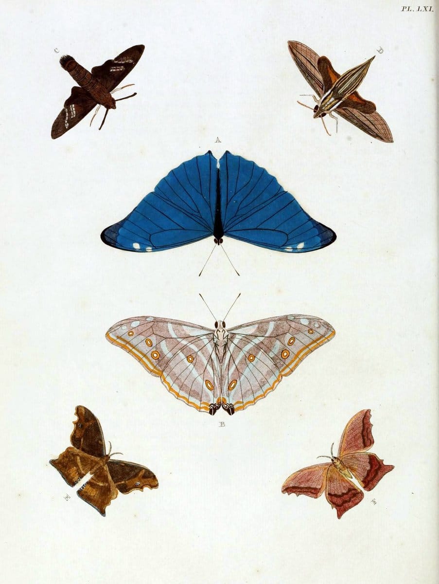 De uitlandsche kapellen, voorkomende in de drie waereld-deelen Asia, Africa en America / | "Catalogs and collections" Lepidoptera "Pictorial works" Suriname | Vintage Print Reproduction 467067