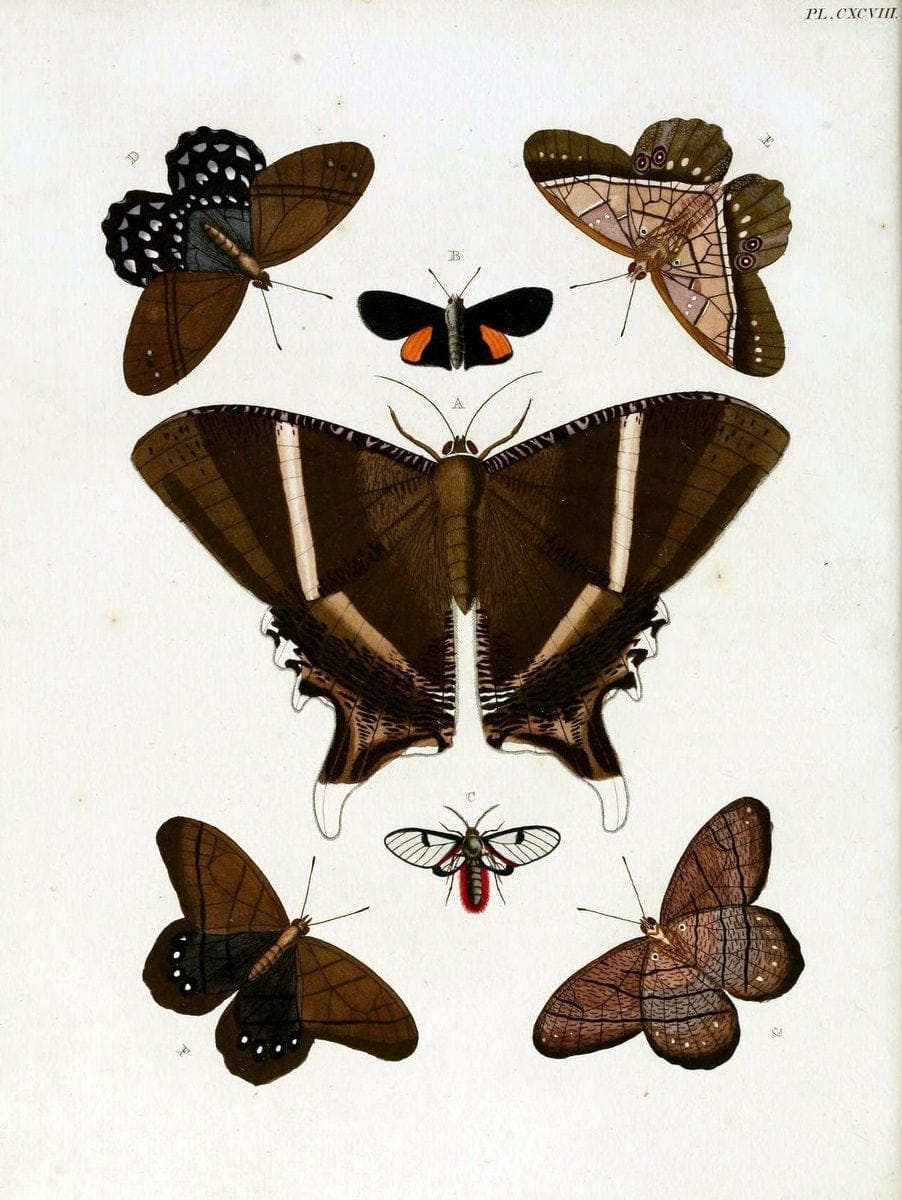De uitlandsche kapellen, voorkomende in de drie waereld-deelen Asia, Africa en America / | "Catalogs and collections" Lepidoptera "Pictorial works" Suriname | Vintage Print Reproduction 467068