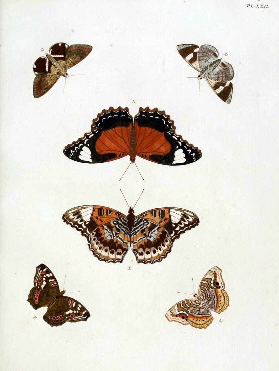 De uitlandsche kapellen, voorkomende in de drie waereld-deelen Asia, Africa en America / | "Catalogs and collections" Lepidoptera "Pictorial works" Suriname | Vintage Print Reproduction 467069