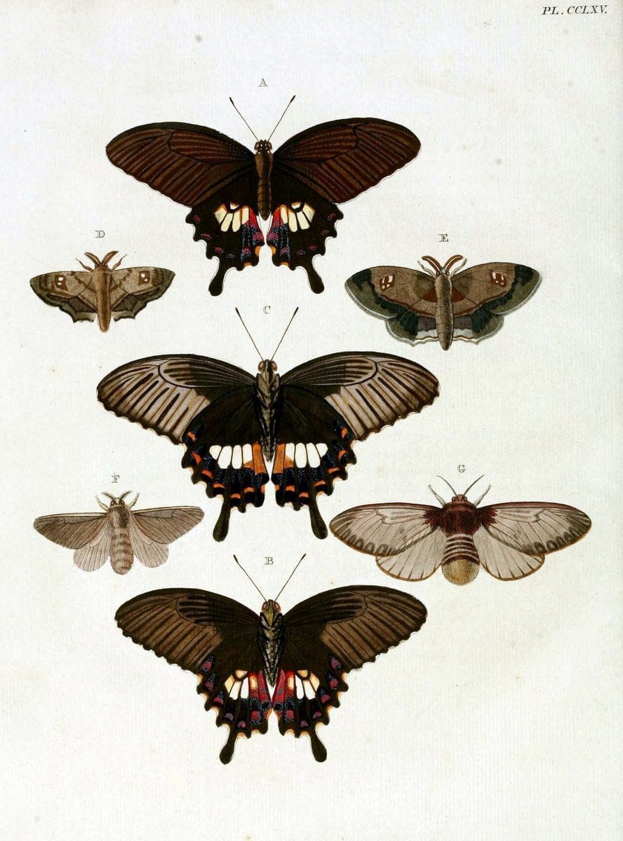 De uitlandsche kapellen, voorkomende in de drie waereld-deelen Asia, Africa en America / | "Catalogs and collections" Lepidoptera "Pictorial works" Suriname | Vintage Print Reproduction 467070
