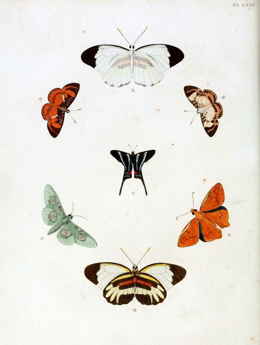 De uitlandsche kapellen, voorkomende in de drie waereld-deelen Asia, Africa en America / | "Catalogs and collections" Lepidoptera "Pictorial works" Suriname | Vintage Print Reproduction 467071