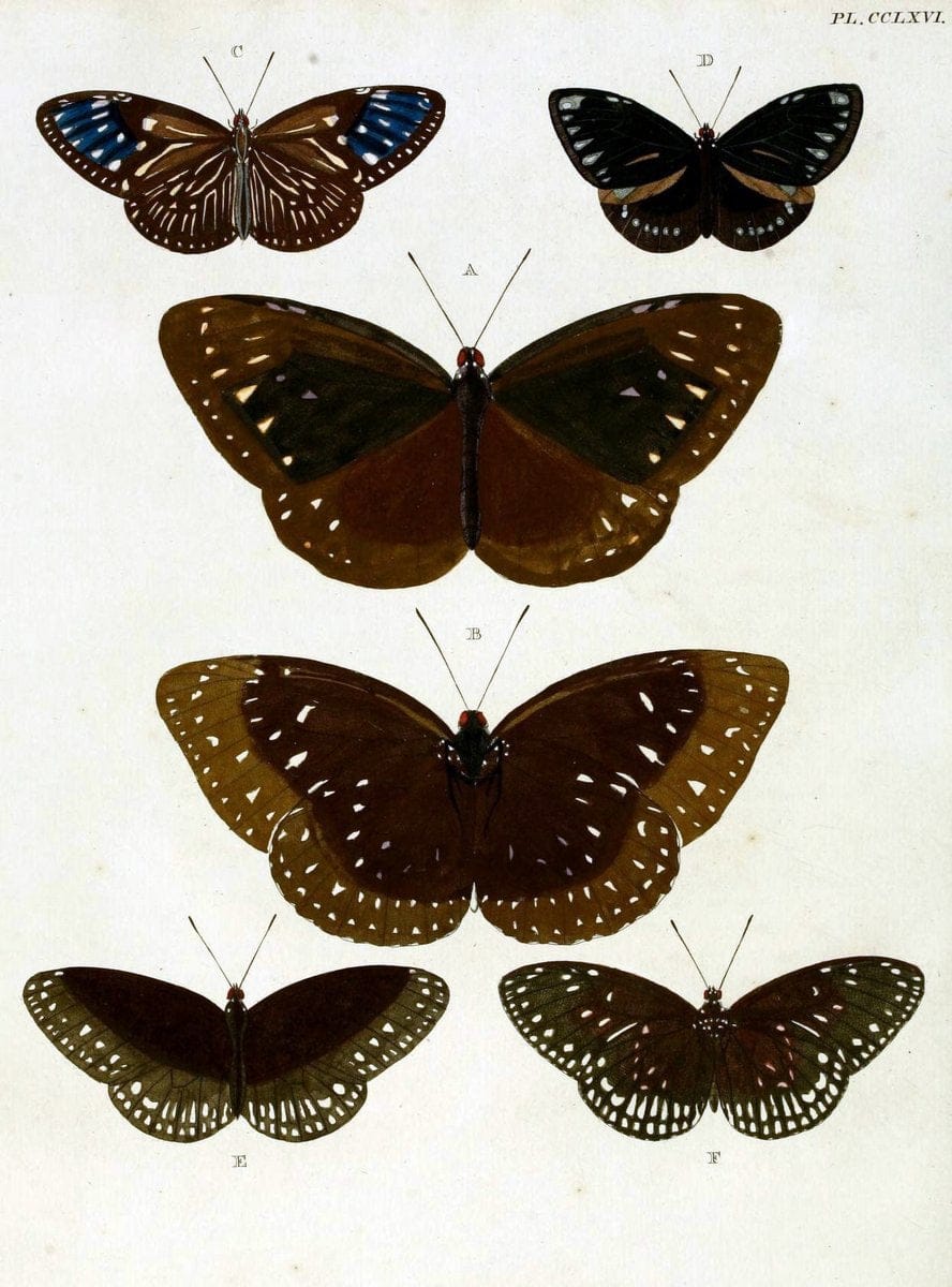 De uitlandsche kapellen, voorkomende in de drie waereld-deelen Asia, Africa en America / | "Catalogs and collections" Lepidoptera "Pictorial works" Suriname | Vintage Print Reproduction 467072