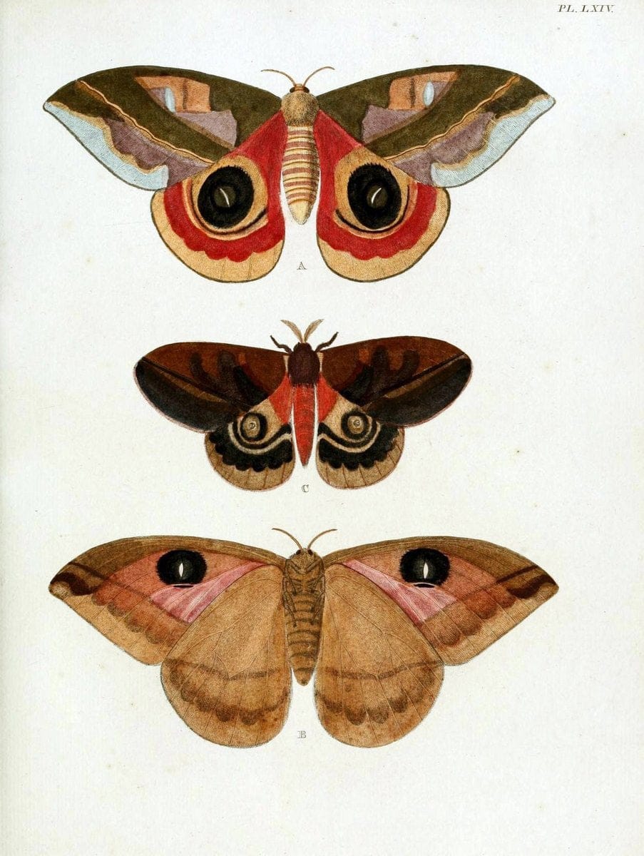 De uitlandsche kapellen, voorkomende in de drie waereld-deelen Asia, Africa en America / | "Catalogs and collections" Lepidoptera "Pictorial works" Suriname | Vintage Print Reproduction 467073