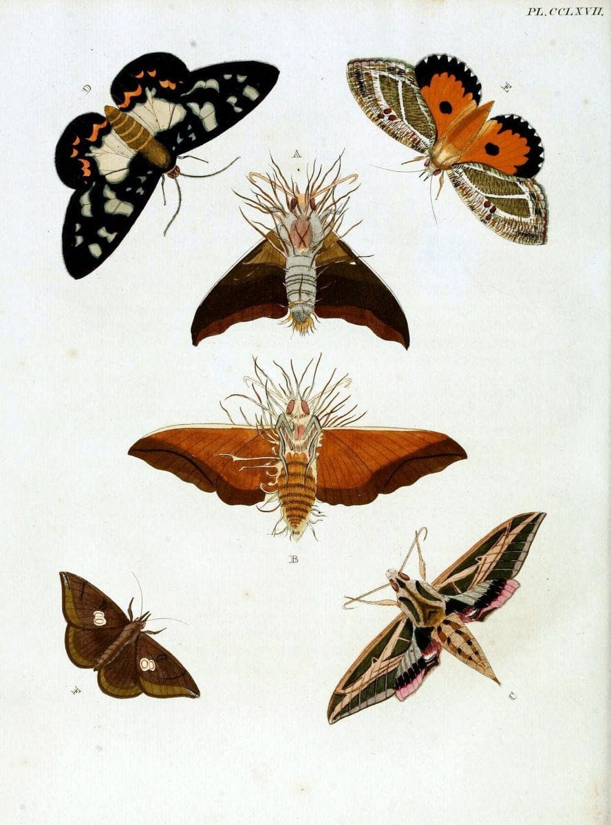 De uitlandsche kapellen, voorkomende in de drie waereld-deelen Asia, Africa en America / | "Catalogs and collections" Lepidoptera "Pictorial works" Suriname | Vintage Print Reproduction 467074