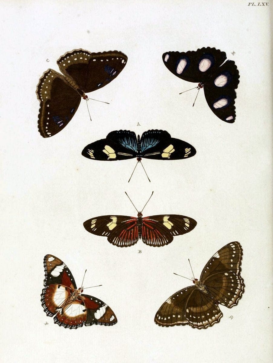 De uitlandsche kapellen, voorkomende in de drie waereld-deelen Asia, Africa en America / | "Catalogs and collections" Lepidoptera "Pictorial works" Suriname | Vintage Print Reproduction 467075