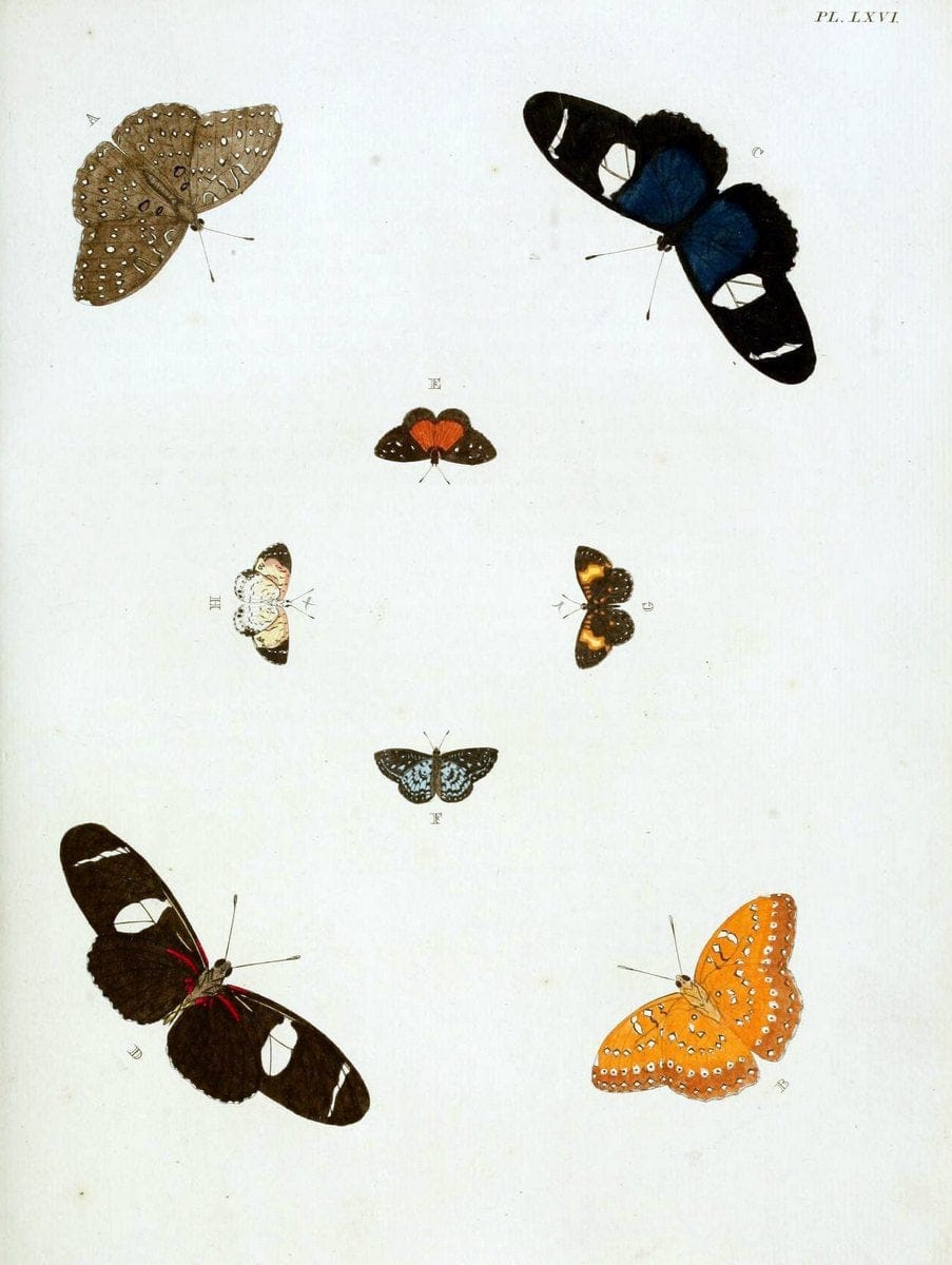 De uitlandsche kapellen, voorkomende in de drie waereld-deelen Asia, Africa en America / | "Catalogs and collections" Lepidoptera "Pictorial works" Suriname | Vintage Print Reproduction 467076