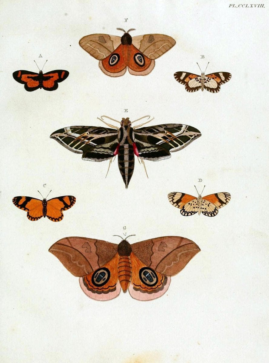 De uitlandsche kapellen, voorkomende in de drie waereld-deelen Asia, Africa en America / | "Catalogs and collections" Lepidoptera "Pictorial works" Suriname | Vintage Print Reproduction 467077