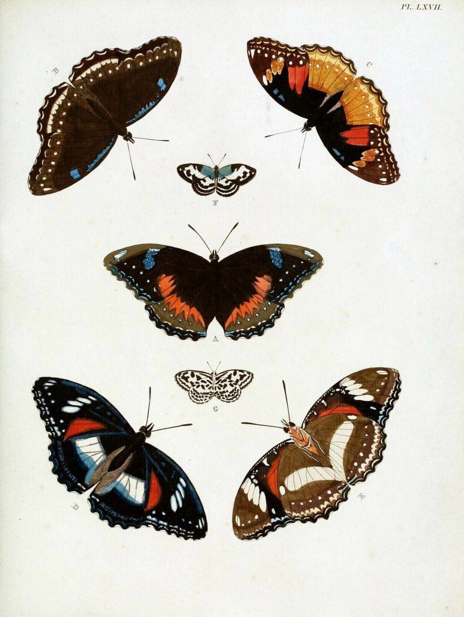 De uitlandsche kapellen, voorkomende in de drie waereld-deelen Asia, Africa en America / | "Catalogs and collections" Lepidoptera "Pictorial works" Suriname | Vintage Print Reproduction 467078