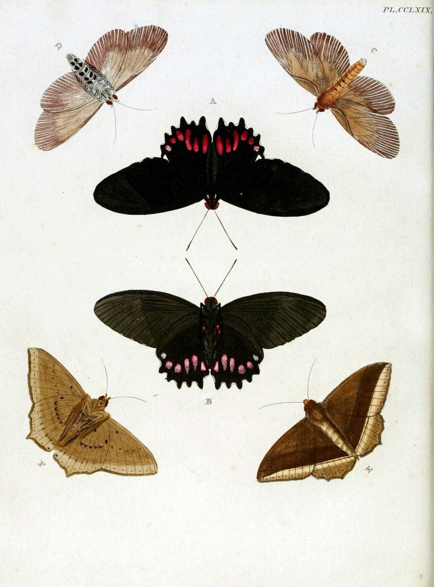 De uitlandsche kapellen, voorkomende in de drie waereld-deelen Asia, Africa en America / | "Catalogs and collections" Lepidoptera "Pictorial works" Suriname | Vintage Print Reproduction 467079