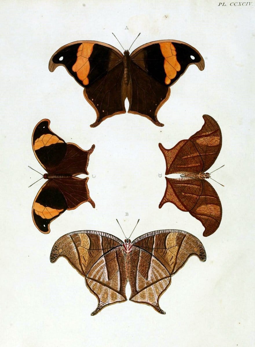 De uitlandsche kapellen, voorkomende in de drie waereld-deelen Asia, Africa en America / | "Catalogs and collections" Lepidoptera "Pictorial works" Suriname | Vintage Print Reproduction 467080