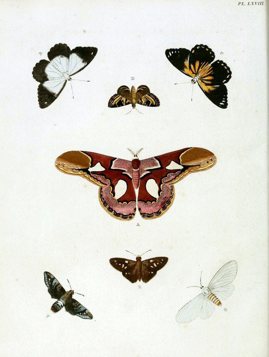De uitlandsche kapellen, voorkomende in de drie waereld-deelen Asia, Africa en America / | "Catalogs and collections" Lepidoptera "Pictorial works" Suriname | Vintage Print Reproduction 467081