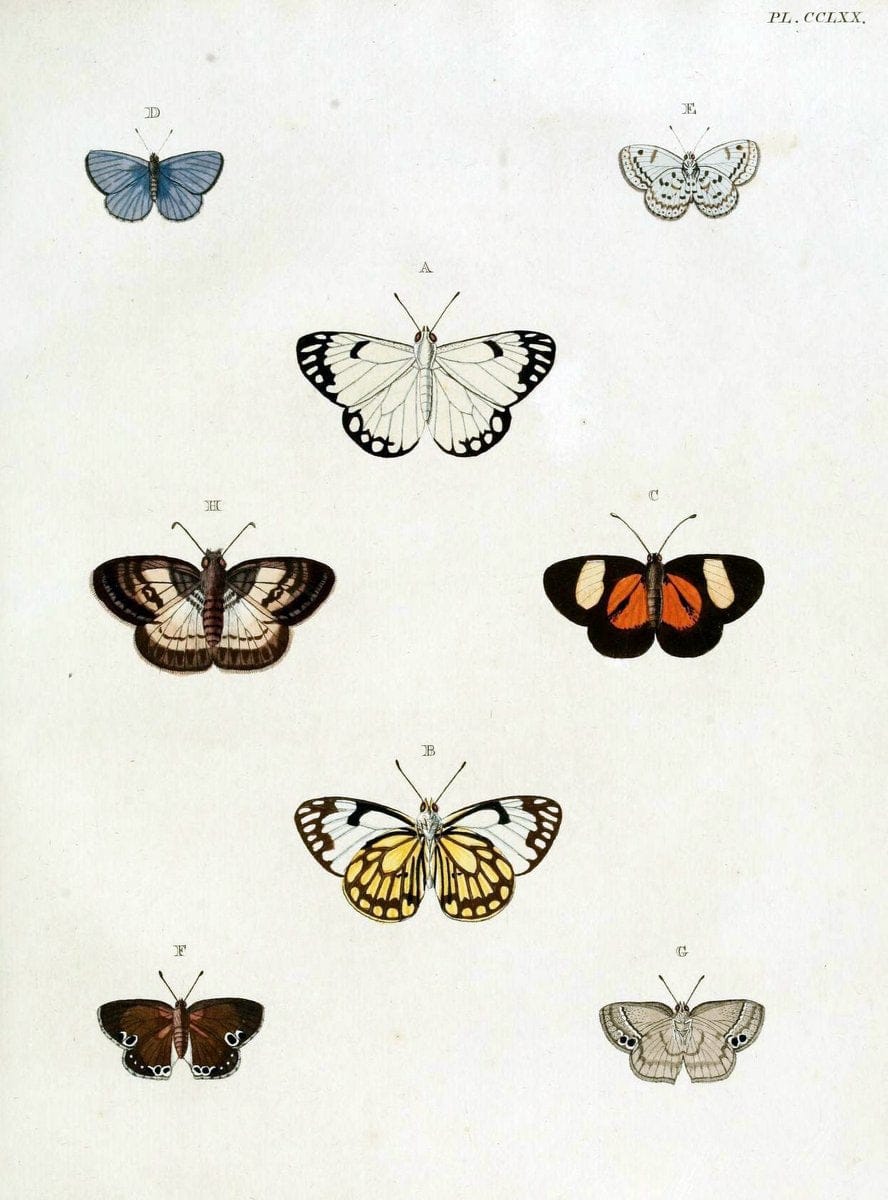 De uitlandsche kapellen, voorkomende in de drie waereld-deelen Asia, Africa en America / | "Catalogs and collections" Lepidoptera "Pictorial works" Suriname | Vintage Print Reproduction 467082