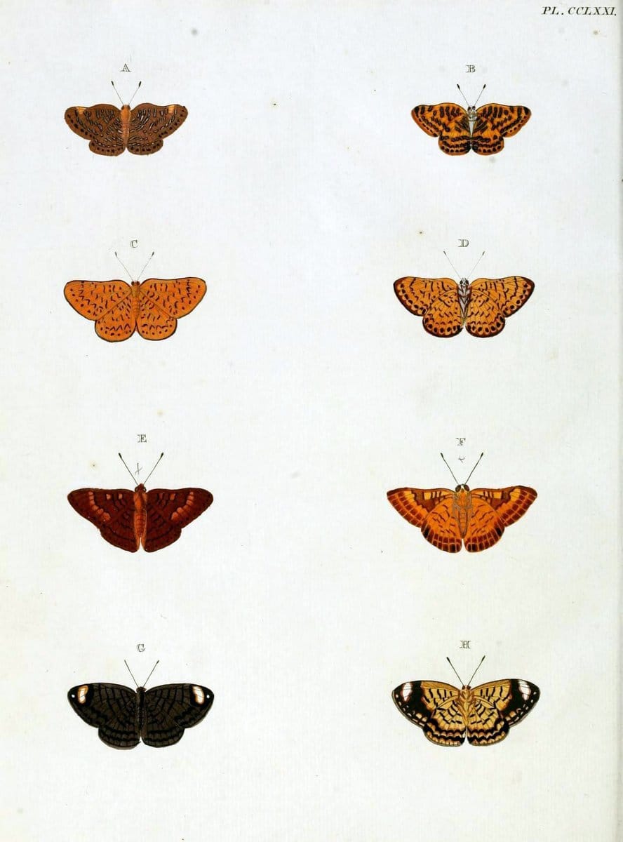 De uitlandsche kapellen, voorkomende in de drie waereld-deelen Asia, Africa en America / | "Catalogs and collections" Lepidoptera "Pictorial works" Suriname | Vintage Print Reproduction 467083