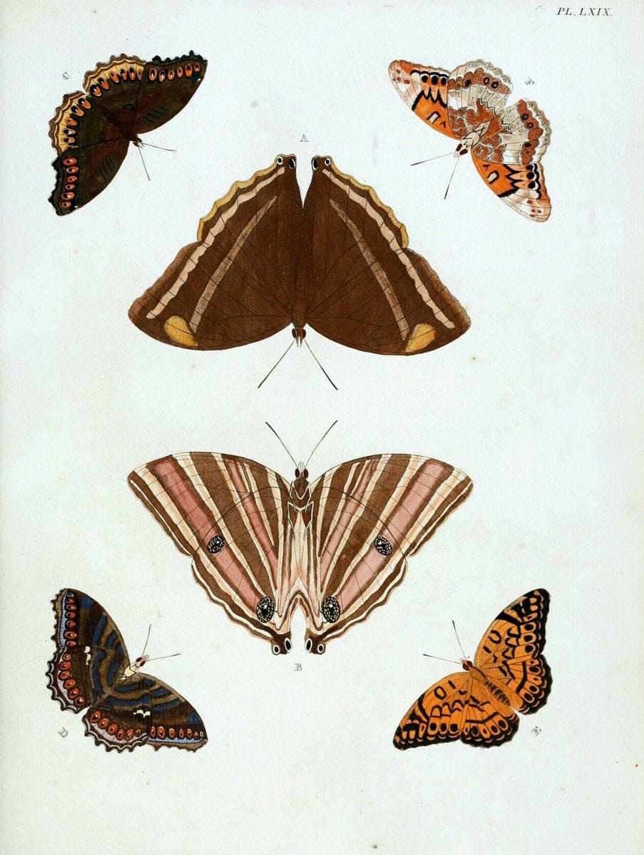 De uitlandsche kapellen, voorkomende in de drie waereld-deelen Asia, Africa en America / | "Catalogs and collections" Lepidoptera "Pictorial works" Suriname | Vintage Print Reproduction 467084