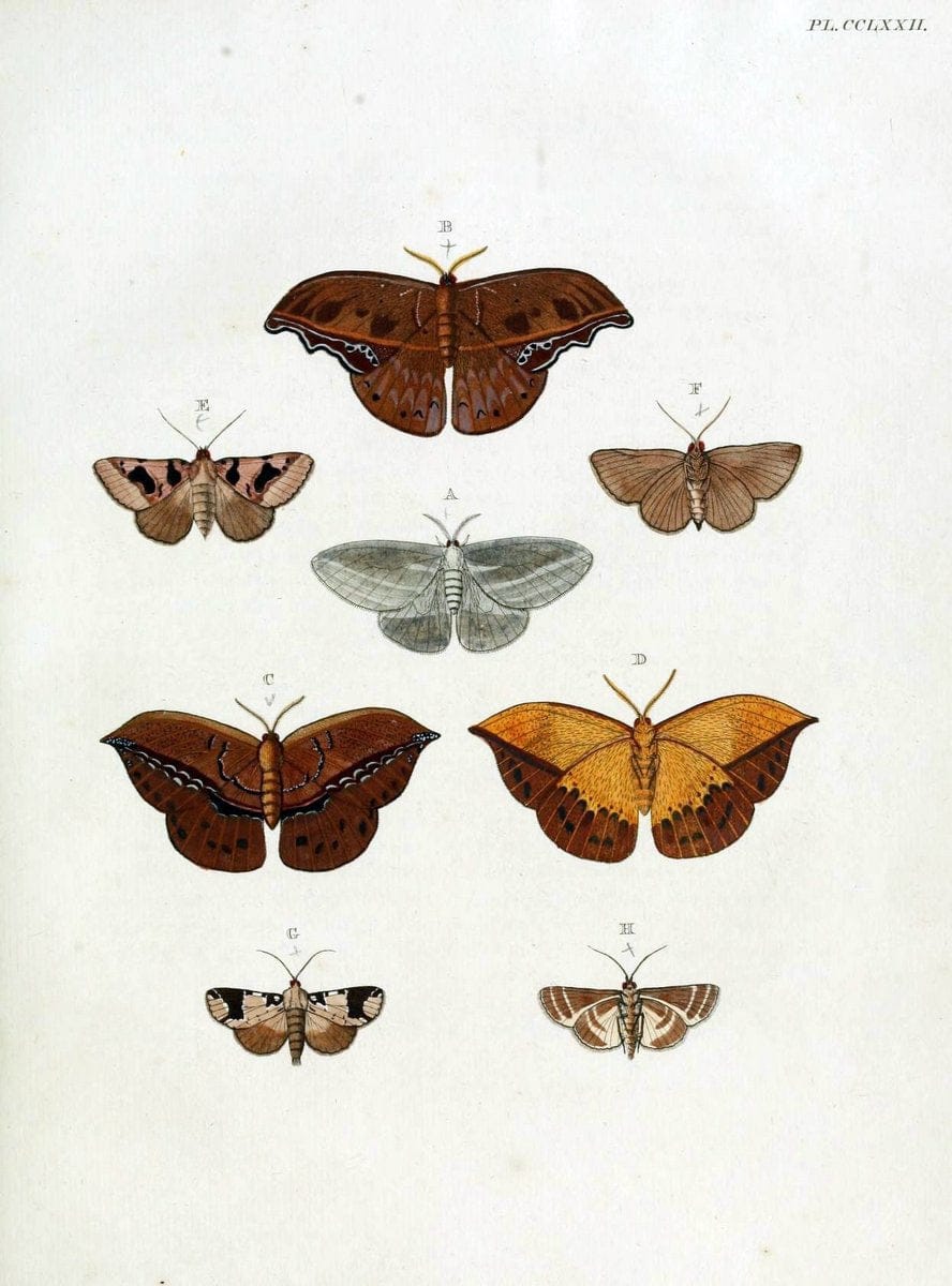 De uitlandsche kapellen, voorkomende in de drie waereld-deelen Asia, Africa en America / | "Catalogs and collections" Lepidoptera "Pictorial works" Suriname | Vintage Print Reproduction 467085