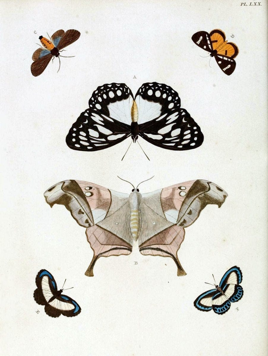 De uitlandsche kapellen, voorkomende in de drie waereld-deelen Asia, Africa en America / | "Catalogs and collections" Lepidoptera "Pictorial works" Suriname | Vintage Print Reproduction 467086