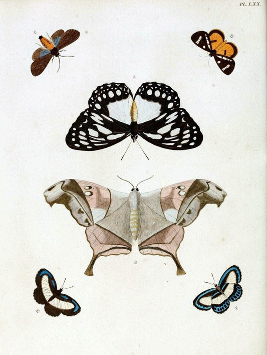 De uitlandsche kapellen, voorkomende in de drie waereld-deelen Asia, Africa en America / | "Catalogs and collections" Lepidoptera "Pictorial works" Suriname | Vintage Print Reproduction 467086