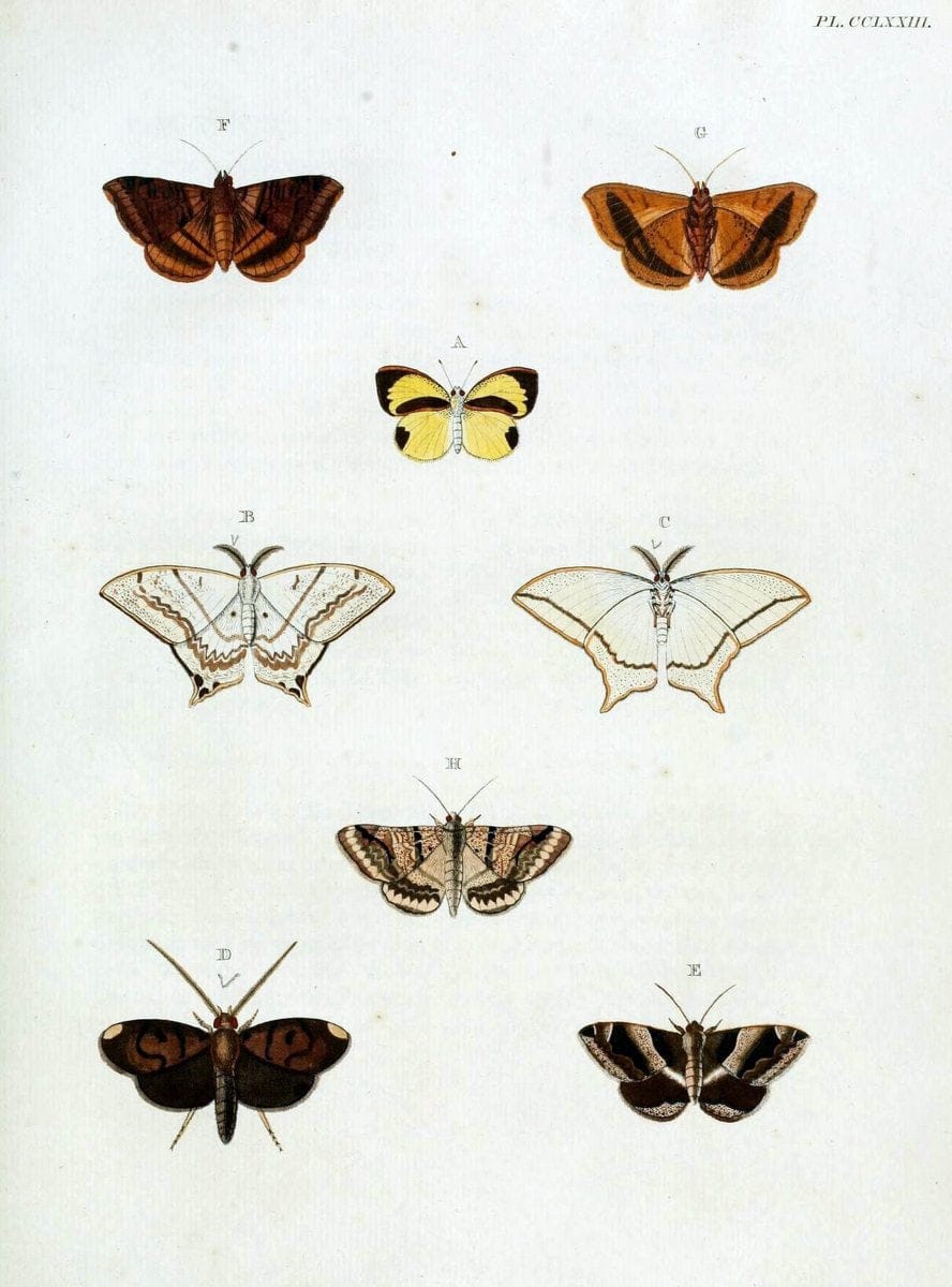 De uitlandsche kapellen, voorkomende in de drie waereld-deelen Asia, Africa en America / | "Catalogs and collections" Lepidoptera "Pictorial works" Suriname | Vintage Print Reproduction 467087