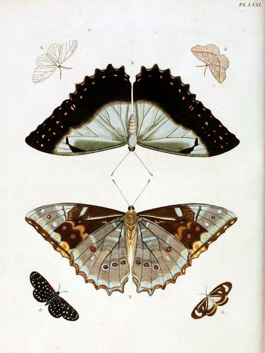 De uitlandsche kapellen, voorkomende in de drie waereld-deelen Asia, Africa en America / | "Catalogs and collections" Lepidoptera "Pictorial works" Suriname | Vintage Print Reproduction 467088