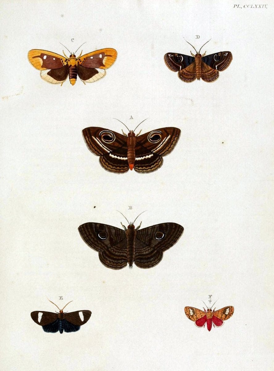 De uitlandsche kapellen, voorkomende in de drie waereld-deelen Asia, Africa en America / | "Catalogs and collections" Lepidoptera "Pictorial works" Suriname | Vintage Print Reproduction 467089