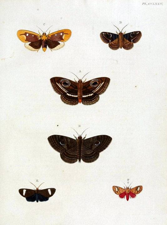 De uitlandsche kapellen, voorkomende in de drie waereld-deelen Asia, Africa en America / | "Catalogs and collections" Lepidoptera "Pictorial works" Suriname | Vintage Print Reproduction 467089