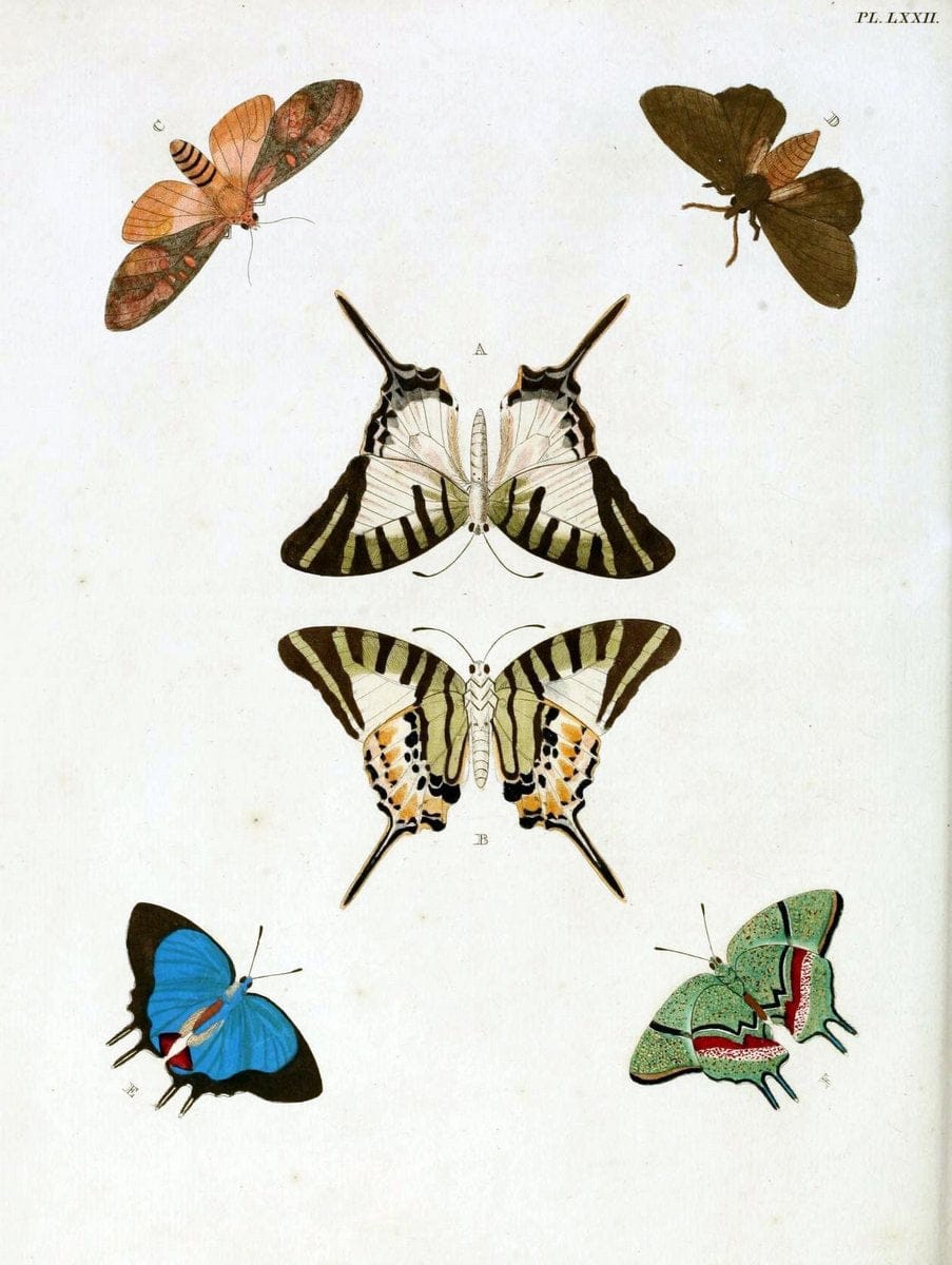 De uitlandsche kapellen, voorkomende in de drie waereld-deelen Asia, Africa en America / | "Catalogs and collections" Lepidoptera "Pictorial works" Suriname | Vintage Print Reproduction 467090