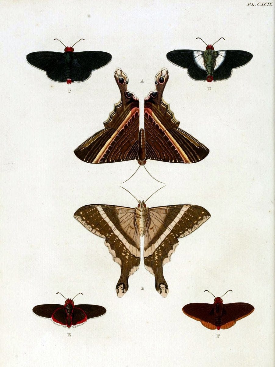 De uitlandsche kapellen, voorkomende in de drie waereld-deelen Asia, Africa en America / | "Catalogs and collections" Lepidoptera "Pictorial works" Suriname | Vintage Print Reproduction 467091