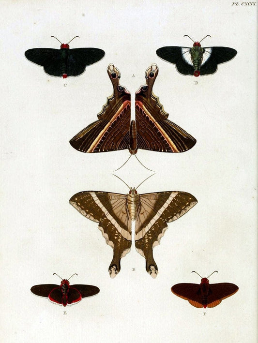 De uitlandsche kapellen, voorkomende in de drie waereld-deelen Asia, Africa en America / | "Catalogs and collections" Lepidoptera "Pictorial works" Suriname | Vintage Print Reproduction 467091