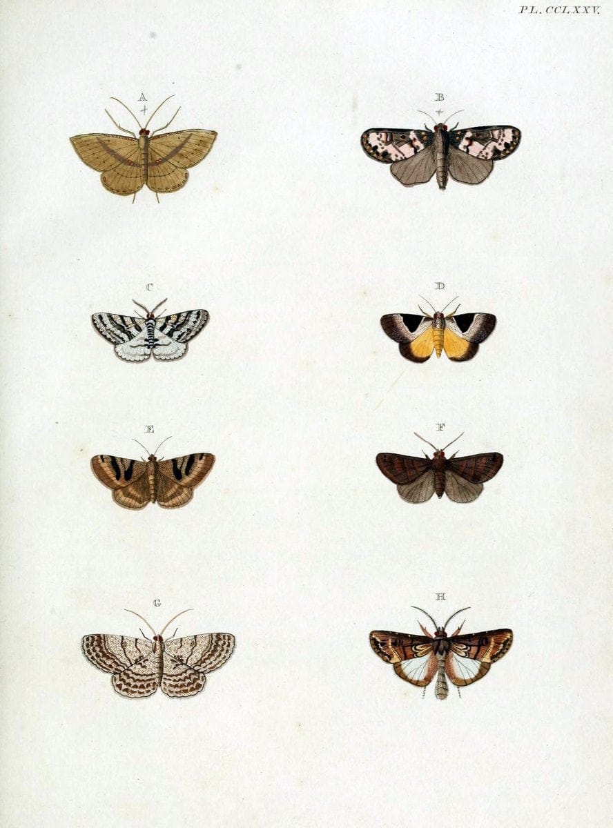 De uitlandsche kapellen, voorkomende in de drie waereld-deelen Asia, Africa en America / | "Catalogs and collections" Lepidoptera "Pictorial works" Suriname | Vintage Print Reproduction 467092