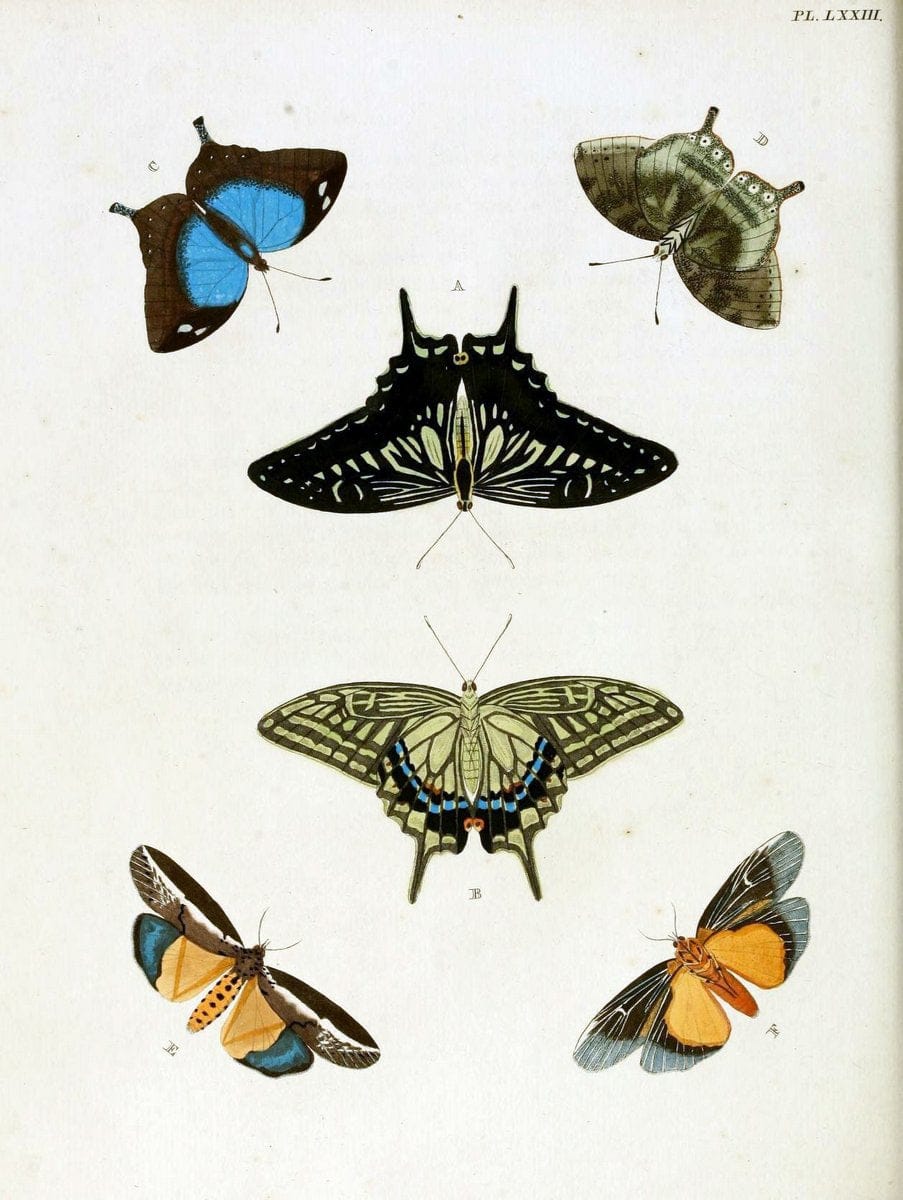 De uitlandsche kapellen, voorkomende in de drie waereld-deelen Asia, Africa en America / | "Catalogs and collections" Lepidoptera "Pictorial works" Suriname | Vintage Print Reproduction 467093