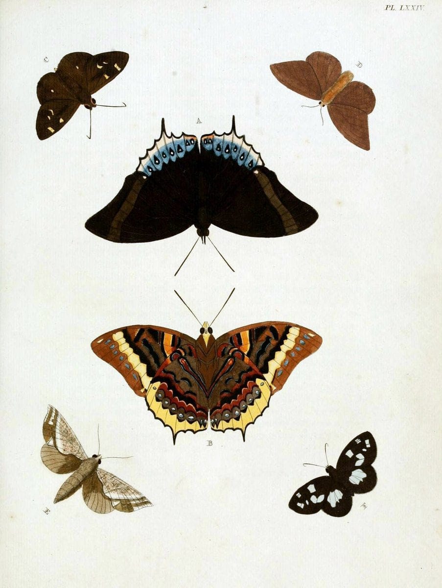 De uitlandsche kapellen, voorkomende in de drie waereld-deelen Asia, Africa en America / | "Catalogs and collections" Lepidoptera "Pictorial works" Suriname | Vintage Print Reproduction 467094