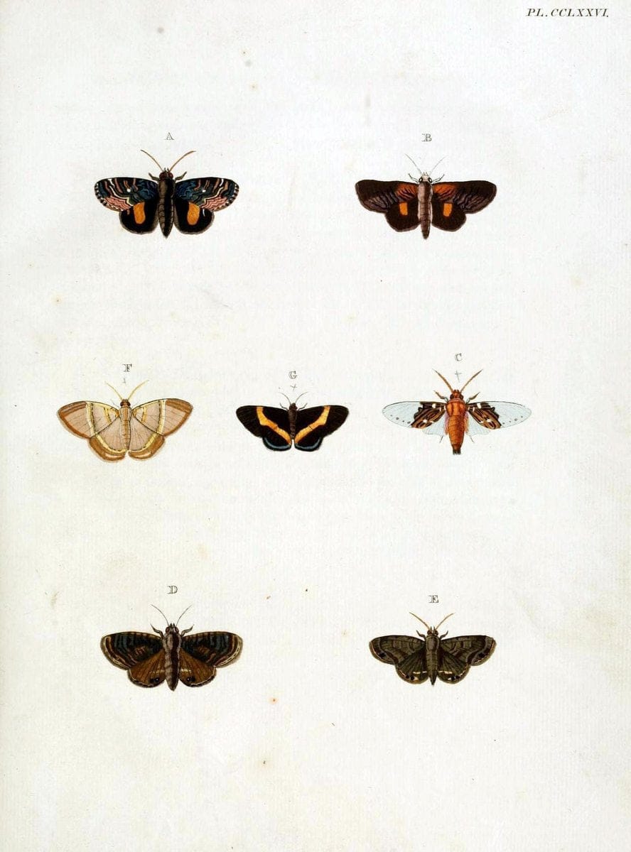 De uitlandsche kapellen, voorkomende in de drie waereld-deelen Asia, Africa en America / | "Catalogs and collections" Lepidoptera "Pictorial works" Suriname | Vintage Print Reproduction 467095