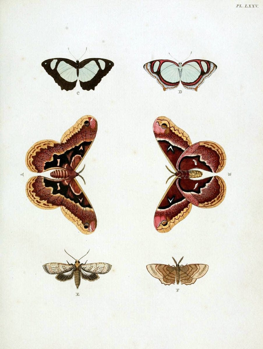 De uitlandsche kapellen, voorkomende in de drie waereld-deelen Asia, Africa en America / | "Catalogs and collections" Lepidoptera "Pictorial works" Suriname | Vintage Print Reproduction 467096