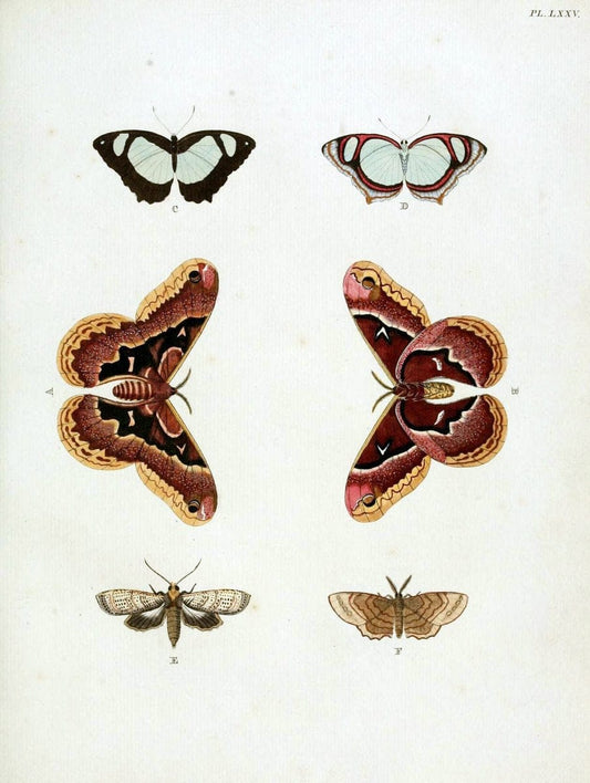 De uitlandsche kapellen, voorkomende in de drie waereld-deelen Asia, Africa en America / | "Catalogs and collections" Lepidoptera "Pictorial works" Suriname | Vintage Print Reproduction 467096