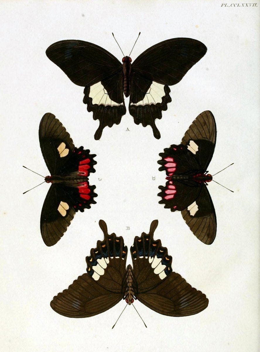 De uitlandsche kapellen, voorkomende in de drie waereld-deelen Asia, Africa en America / | "Catalogs and collections" Lepidoptera "Pictorial works" Suriname | Vintage Print Reproduction 467097