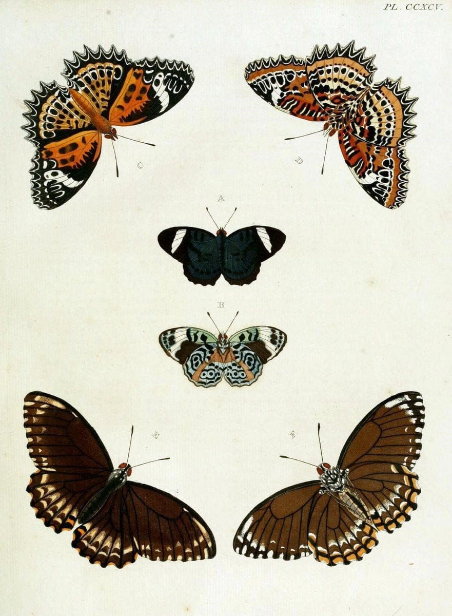 De uitlandsche kapellen, voorkomende in de drie waereld-deelen Asia, Africa en America / | "Catalogs and collections" Lepidoptera "Pictorial works" Suriname | Vintage Print Reproduction 467098