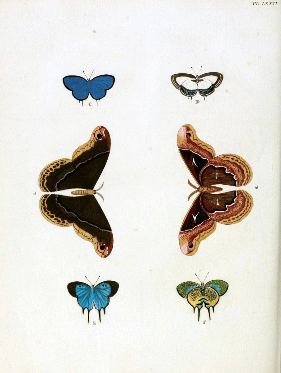 De uitlandsche kapellen, voorkomende in de drie waereld-deelen Asia, Africa en America / | "Catalogs and collections" Lepidoptera "Pictorial works" Suriname | Vintage Print Reproduction 467099